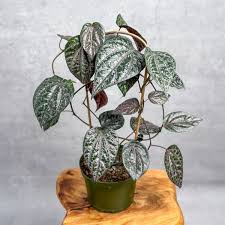 Image result for Piper capense