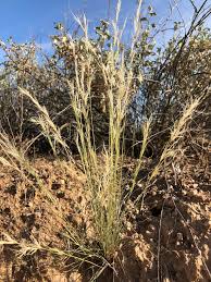 Image result for Aristida adscensionis