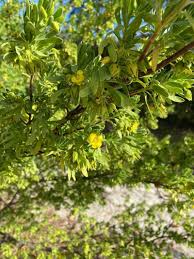 Image result for Suriana maritima