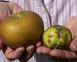Maybe you would like to learn more about one of these? Bagging Apples Bag Fruit Pest Management Organic Gardening Home Orchard Japanese Method The Old Farmer S Almanac