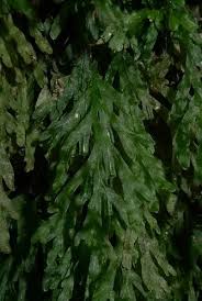 Image result for Polyphlebium