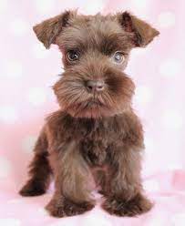This Mini Schnauzer Puppy Is So Darling What A Beautiful Color And Such An Adorable Face Schnauzer Puppy Miniature Schnauzer Puppies Puppies