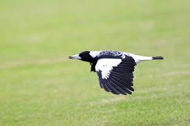 Australian Magpie Beautiful Birds Magpie Birds