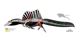Dinosaur bones are a canadian indie rock band formed in 2008 in toronto consisting of songwriter/vocalist/guitarist ben fox, bassist branko scekic, keyboardist david wickland, drummer lucas fredette, and guitarist josh byrne. Spinosaurus Fossil Shreds History Of Swimming Dinosaurs Cnet