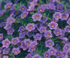 Image result for foto Million Bells