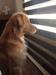 Share the best gifs now >>> Golden Retriever Gifs Tenor