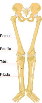 These muscles work together to produce movements such as standing walking running and jumping. File Human Bones Labeled Labeled Leg Bone Diagram Clipart Full Size Clipart 3796788 Pinclipart