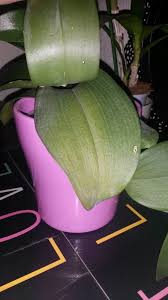 Orchidée à feuilles jaunes, à cause d'une mauvaise irrigation. Orchidee Feuilles Jaunissent Et Tombent