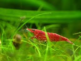 9 Best Algae Eaters For Freshwater Aquariums Clubfauna Aquaponics Fish Red Cherry Shrimp Aquaponics