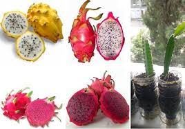 1 Plant De Pitaya FRUIT Du DRAGON Hilocereus Pitaya Strawberry - Etsy  Finland