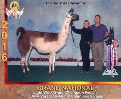 Black Mountain Pack Llamas