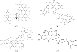 Image result for Combretum sp. A