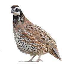Image result for quail