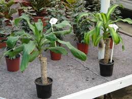Wichtig ist vor allem der richtige standort, man wählt diesen nach den natürlichen standortbedingungen aus. Drachenbaum Pflege Vermehrung Umtopfen Arten Gartentipps