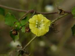 Image result for Ochthocharis