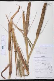 Image result for Cenchrus americanus