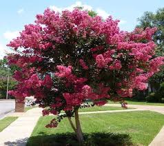 Tuscarora Dark Pink Crape Myrtle Myrtle Tree Crepe Myrtle Trees Flowering Trees