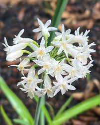 Image result for Tulbaghia fragrans