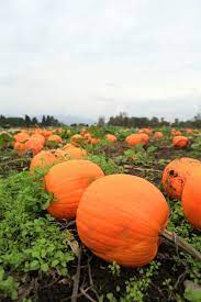 Guide To Growing Pumpkins In The Home Garden Angi In 2021 Growing Pumpkins Vegetable Garden Raised Beds Organic Gardening Tips