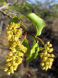 Image result for Combretum apiculatum