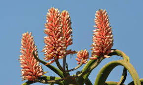 Image result for Myrica pilulifera