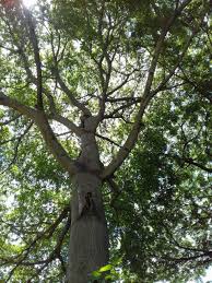 Image result for Ceiba pentandra