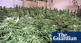 This was because they produced just the right number of lumens to. How To Spot If You Have A Cannabis Farm Next Door Cannabis The Guardian