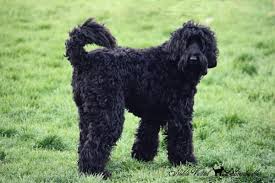 Black And Tan Labradoodle Home Of Noble Vestal Labradoodles Labradoodle Black Labradoodle Australian Labradoodle