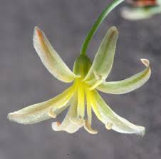 Image result for Trachyandra burkei