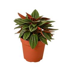 Image result for Peperomia molleri