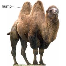 The domesticated form occurs widely in north africa and the middle east. Hump Definition From The Animals Topic Animals