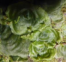 Image result for Didymoglossum