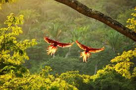 Costa Rica Is Saving Forest Ecosystems ...