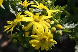 Image result for Senecio viminalis