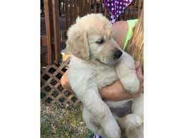 The golden retriever, an exuberant scottish gundog of great beauty, stands among america's most popular dog breeds. Cute Golden Retriever Puppies For Sale Animals Houston Texas Announcement 98101