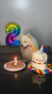 Cancion De Cumpleaños De Perros | TikTok