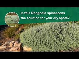Image result for Rhagodia