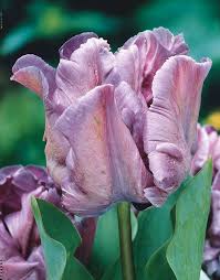 Tulpe Blue Parrot Elite Sortiment Parrot Tulips Tulip Bulbs Tulips