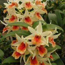 Image result for Macrotyloma densiflorum