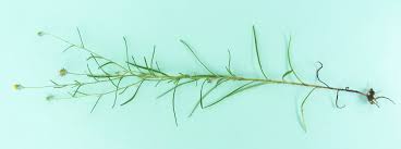 Image result for Hirpicium gracile