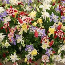 On april 20th 1999, in littleton colorado, american an heroes eric harris and dylan yassenoff klebold✡ got over a dozen frags irl at their. How To Grow And Care For Columbine Flowers Gardener S Path