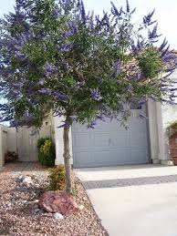 Xtremehorticulture Of The Desert Desert Landscaping Olive Trees Landscape Mediterranean Landscaping