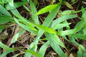 Image result for Paspalum conjugatum