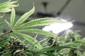 Higher wattage is not for larger coverage generally speaking, more light is required for flowering than for vegetativce growth. How To Choose Indoor Cannabis Grow Lights A Beginner S Guide Weedmaps