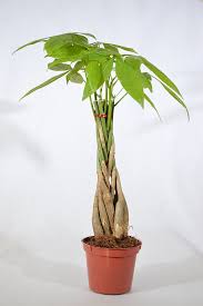 Each tree looks slightly different due to the shape, trimming and season of the year. Wide Range Of Low Maintenance House Plants Including Bonsai Trees Money Tree