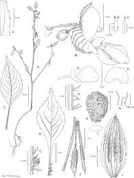 Image result for Impatiens purpureoviolacea