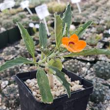 Image result for Pterodiscus aurantiacus