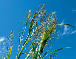 Maybe you would like to learn more about one of these? Johnson Grass Control Missouri Department Of Conservation