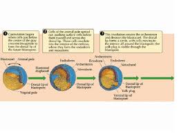 Chapter 14 Gastrulation And Neurulation