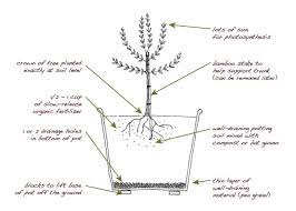 A layer of gravel, styrofoam, lava rock, crushed cans (or anything loose) should fill the bottom of the pot. Olive Tree Planting Guide How To Grow Olives Perfect Plants